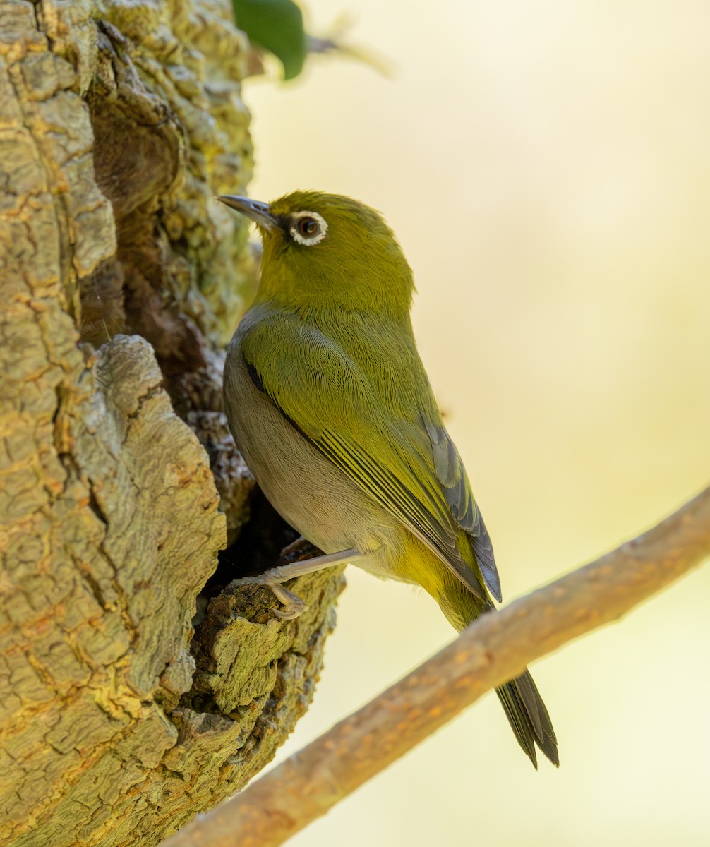 Kapbrillenvogel - ML647449856