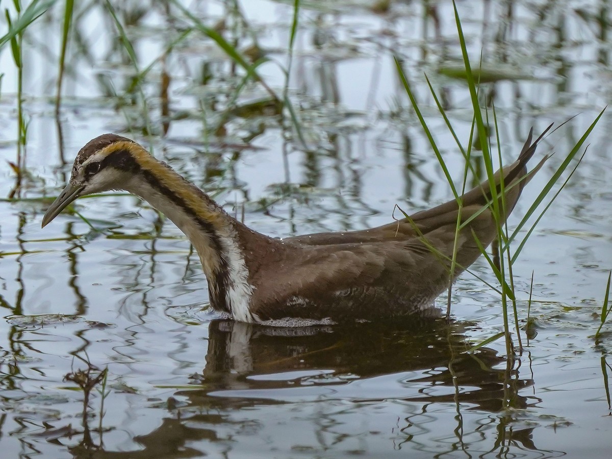 Jacana à longue queue - ML647449863