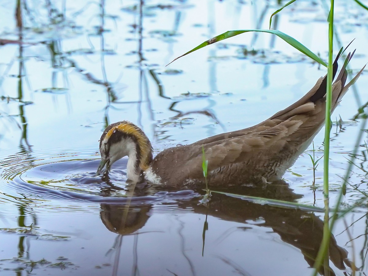 Jacana à longue queue - ML647449864