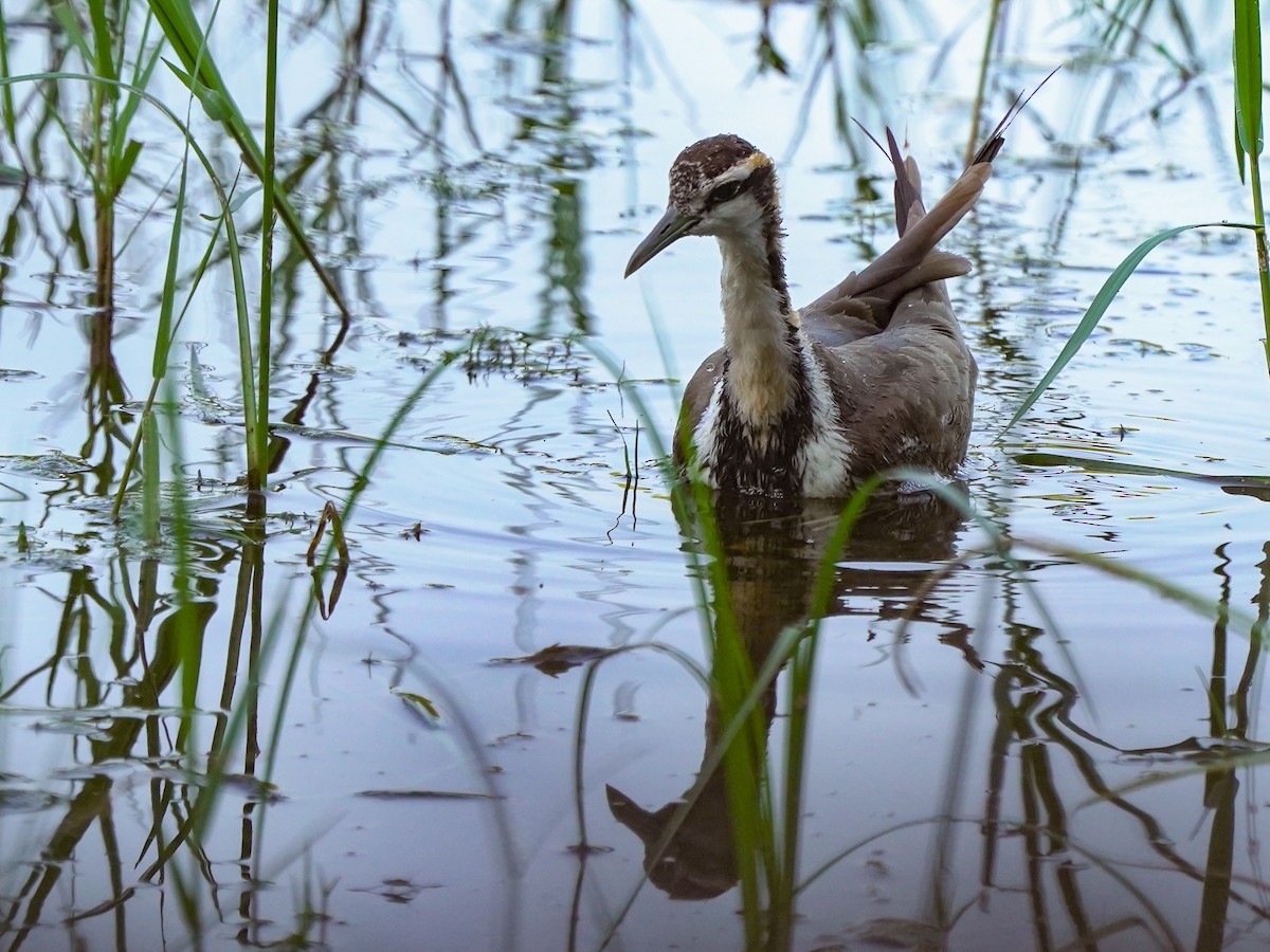 Jacana à longue queue - ML647449865