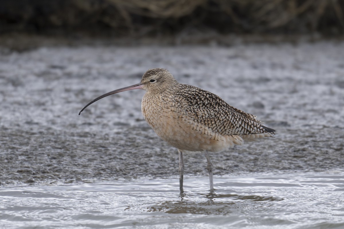 Кульон американський - ML647449884