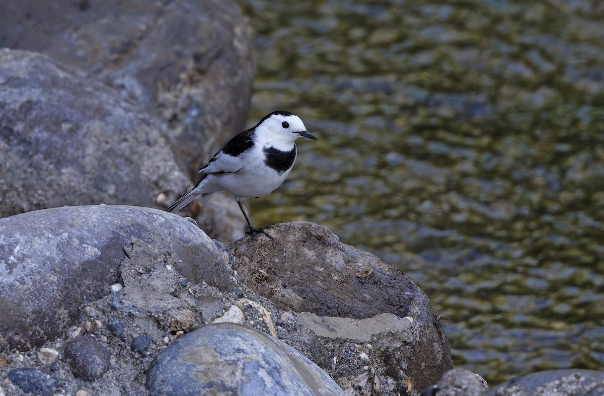 konipas bílý (ssp. leucopsis) - ML647449885