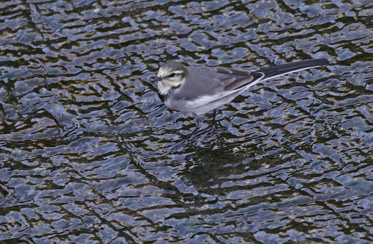 konipas bílý (ssp. ocularis) - ML647449888