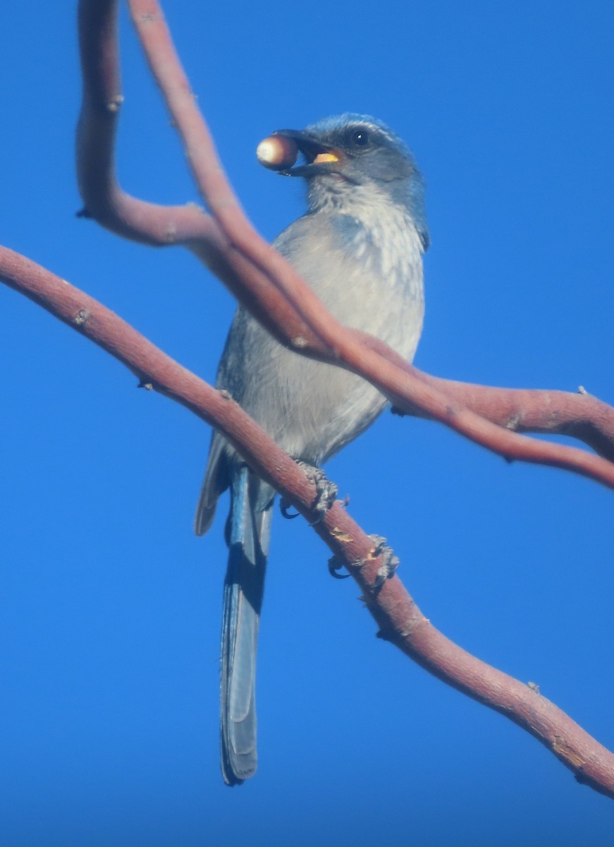 Woodhouse's Scrub-Jay - ML647449891