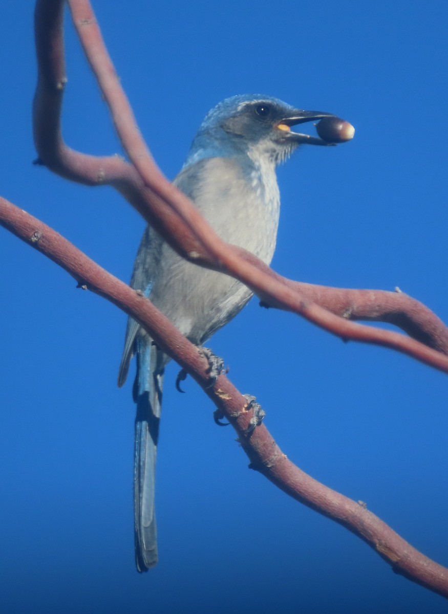 Woodhouse's Scrub-Jay - ML647449897