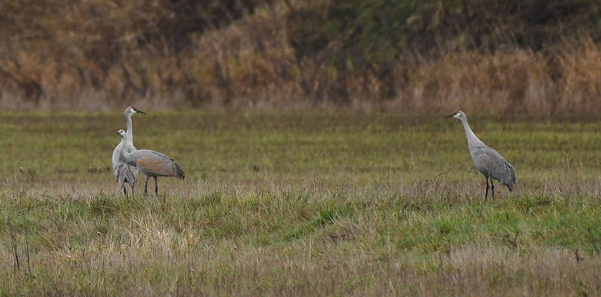 Kurrilo kanadarra - ML647449902