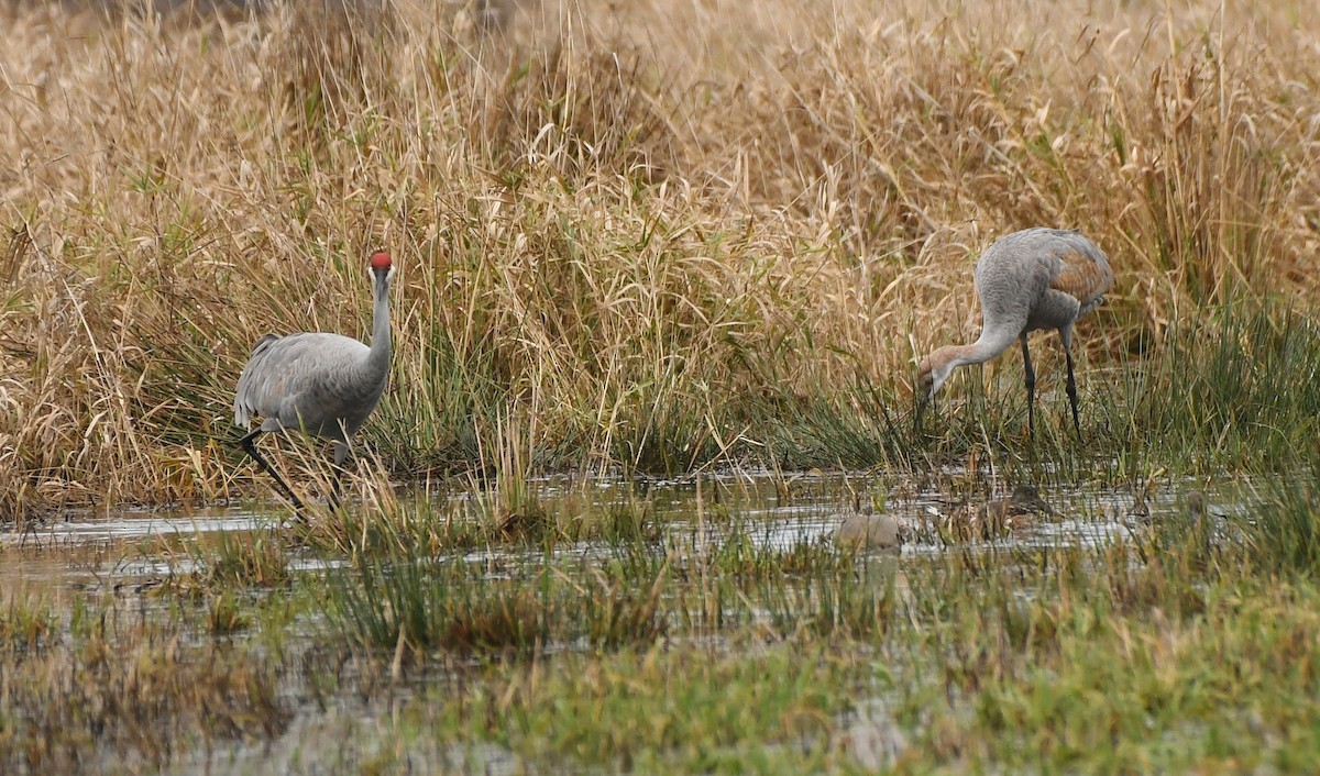 Kurrilo kanadarra - ML647449903