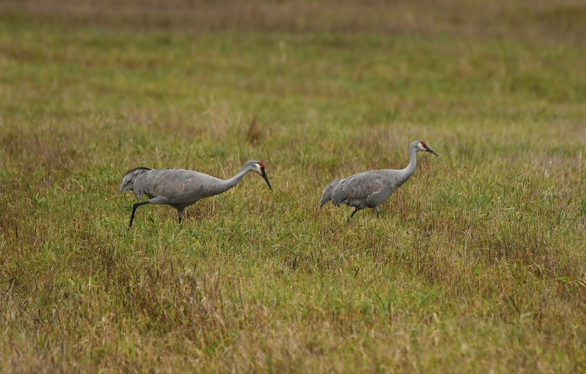 Kurrilo kanadarra - ML647449904