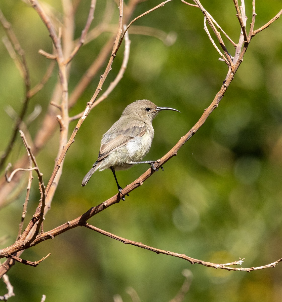 Southern Double-collared Sunbird - ML647449905
