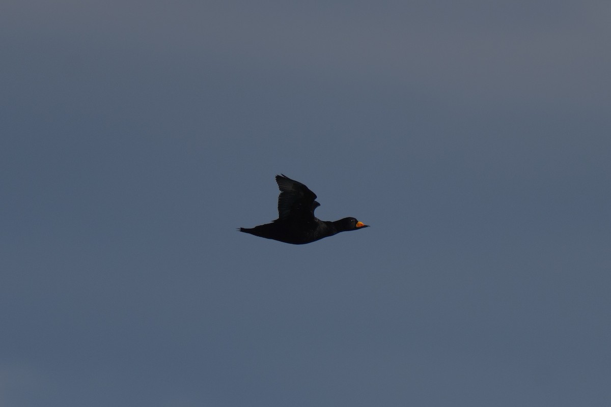 amerikasvartand - ML647449907