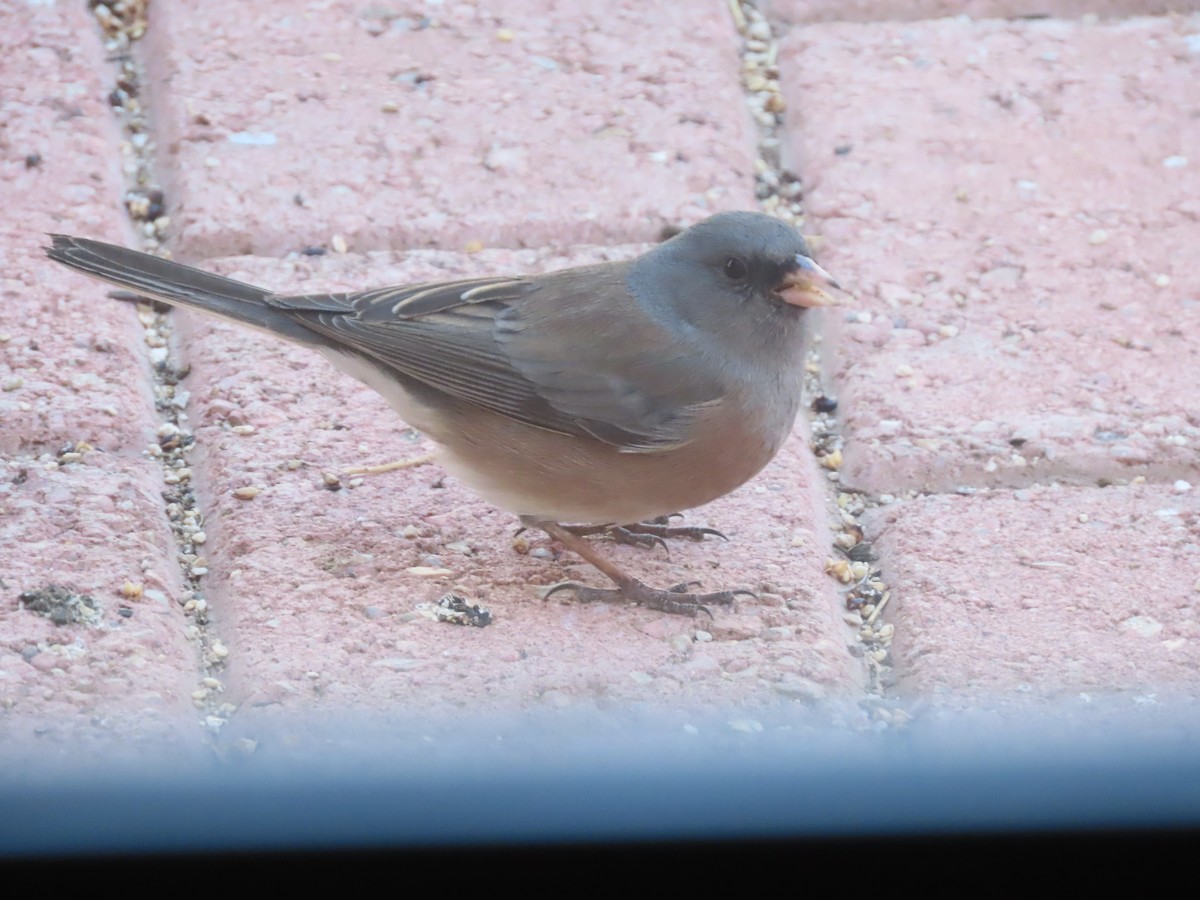 Dark-eyed Junco (Pink-sided) - ML647449911
