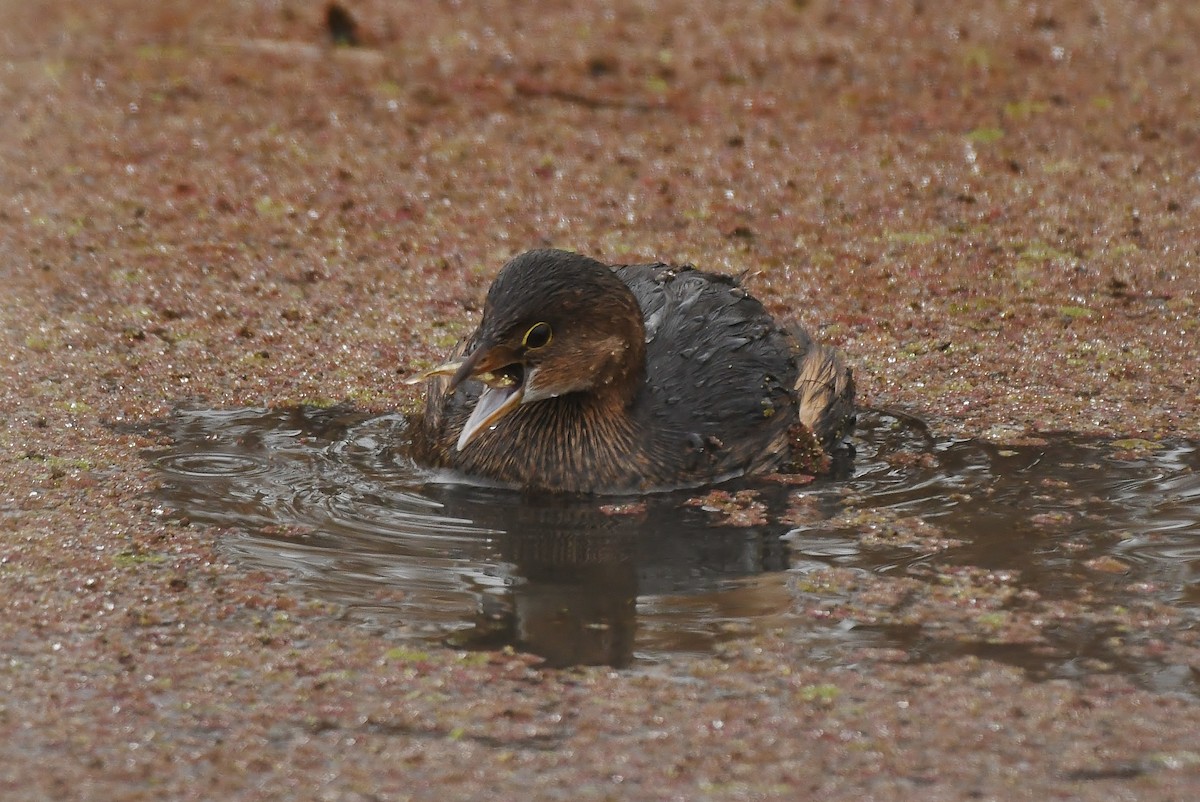 Txilinporta mokolodia - ML647449914