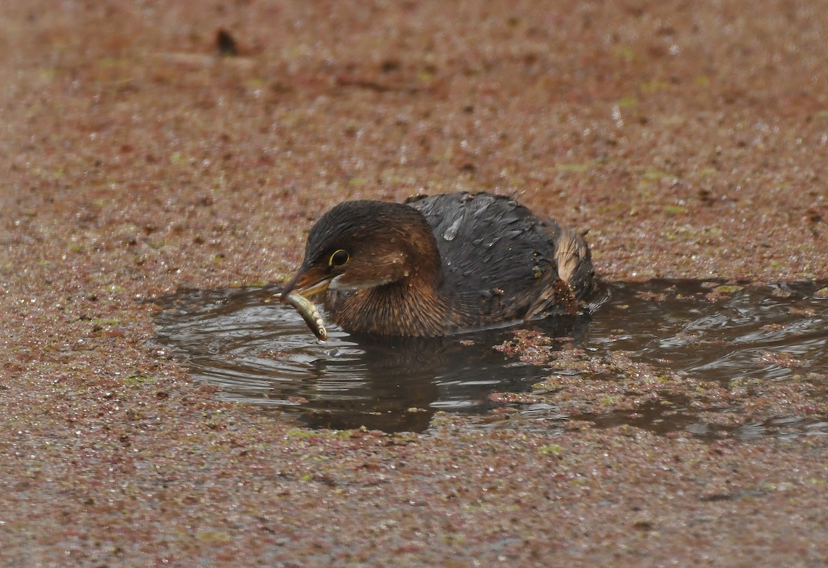 Txilinporta mokolodia - ML647449915