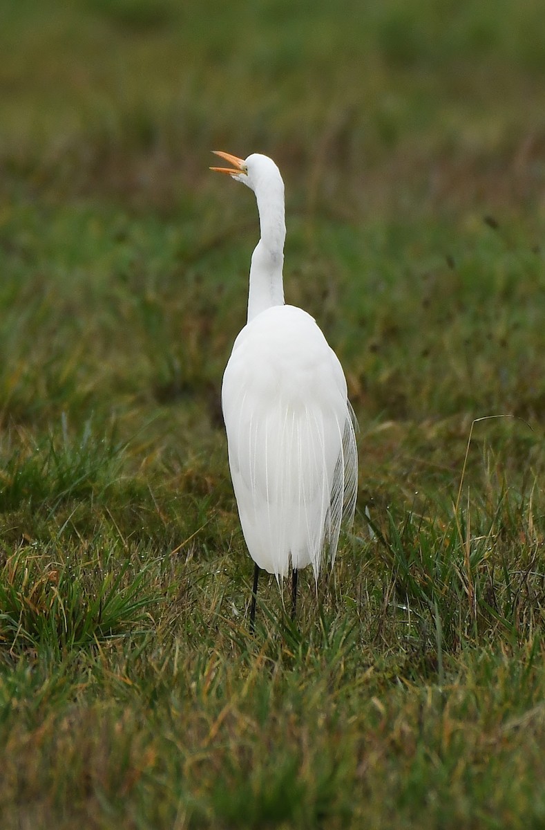 Koartza zuria - ML647449934