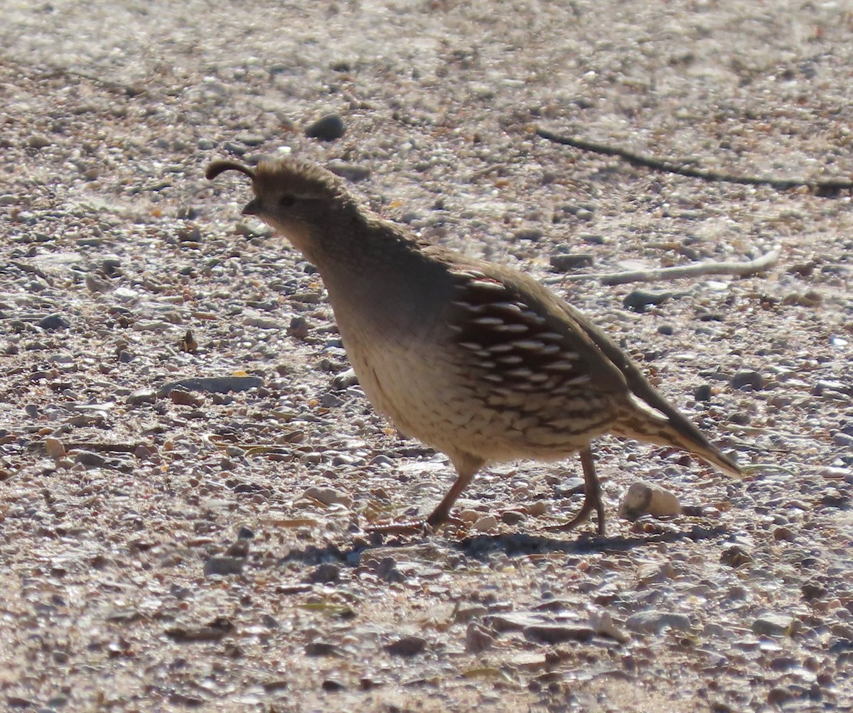 Gambel's Quail - ML647449936