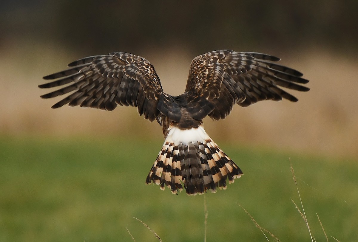 Mirotz zuri iparramerikarra - ML647449945