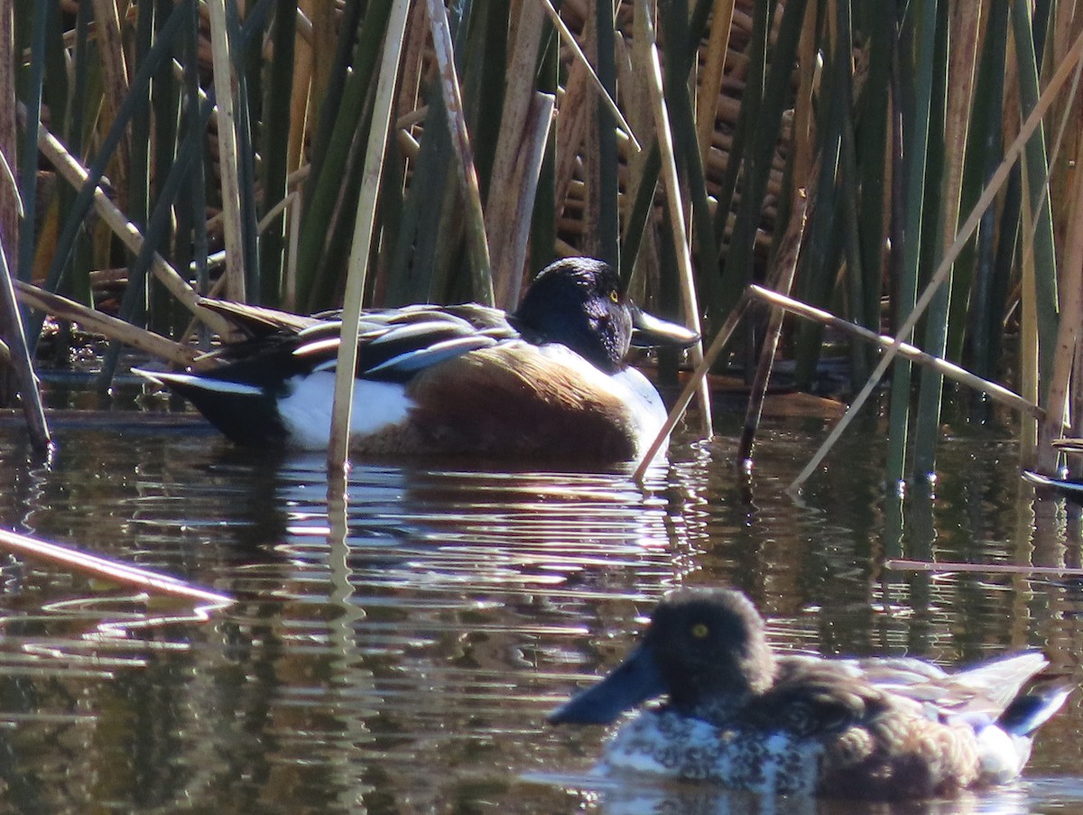 Northern Shoveler - ML647449946