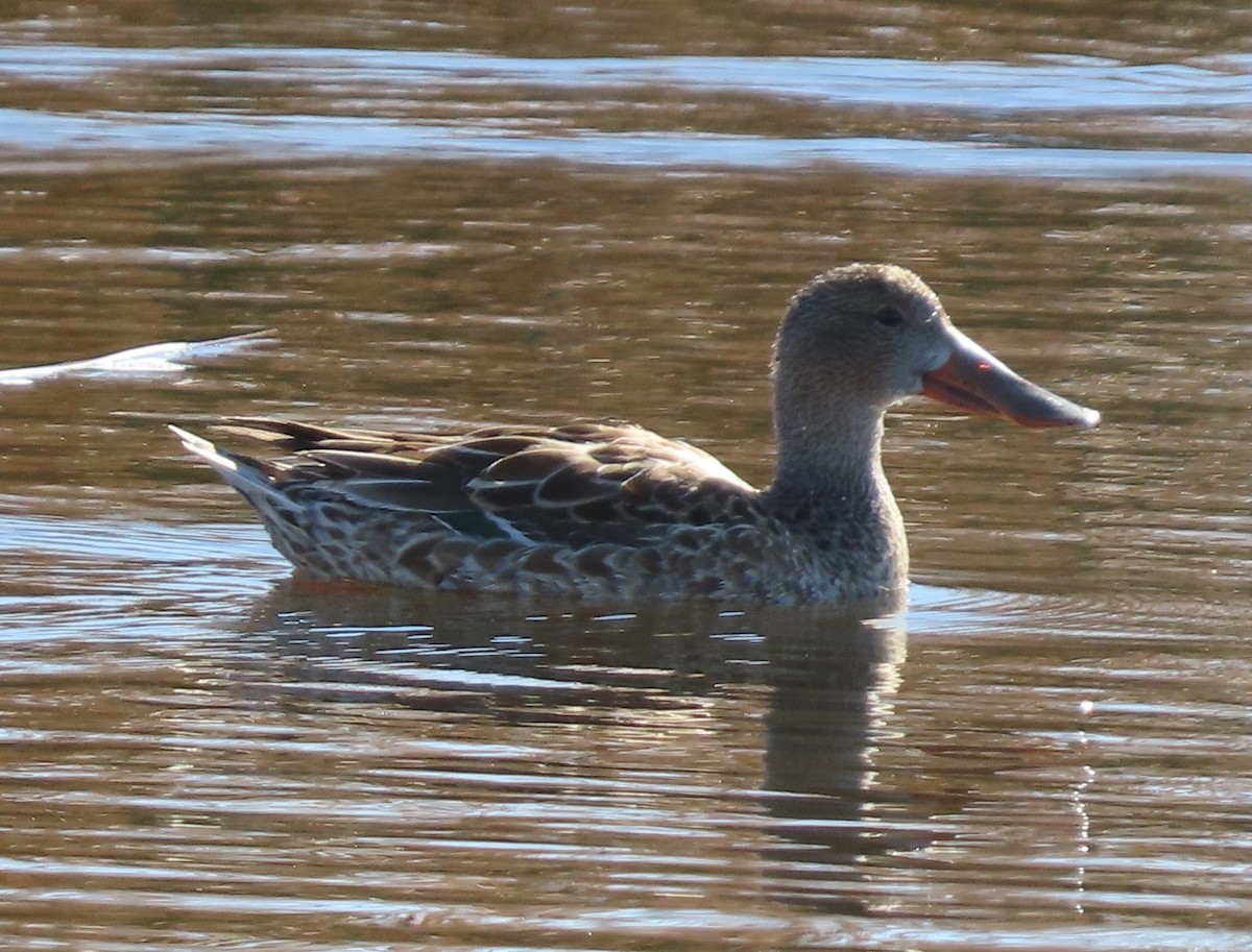 Northern Shoveler - ML647449950