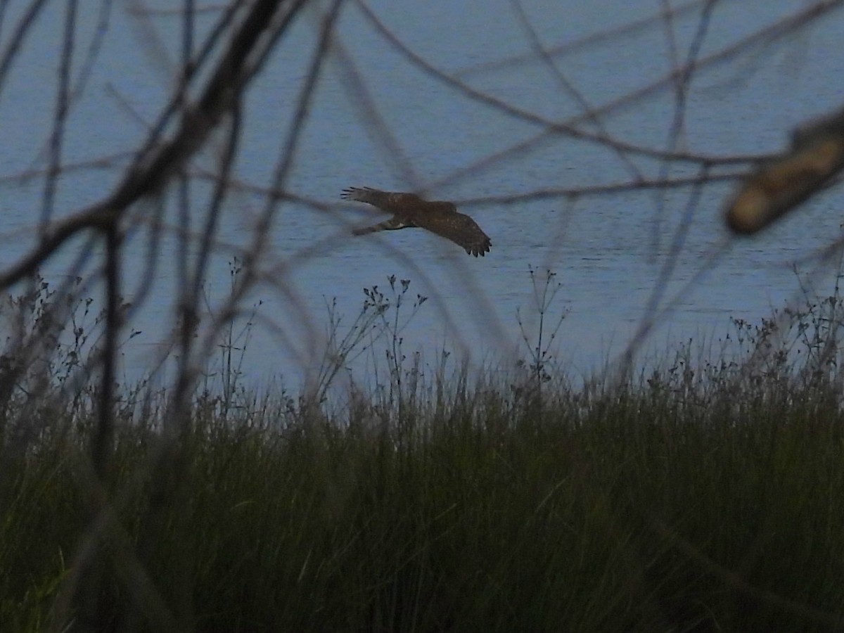 Cooper's Hawk - ML647449951