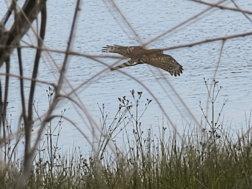 Cooper's Hawk - ML647449952