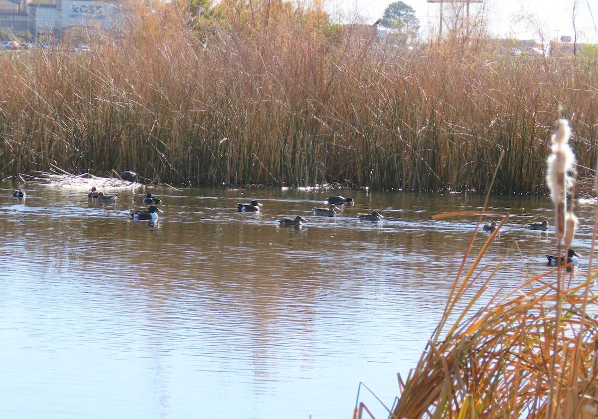 Northern Shoveler - ML647449953