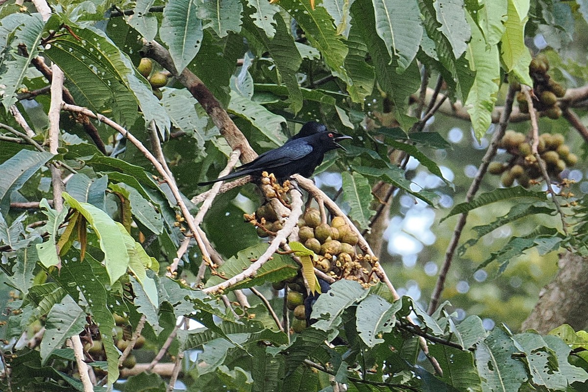 Velvet-mantled Drongo (Fanti) - ML647449955