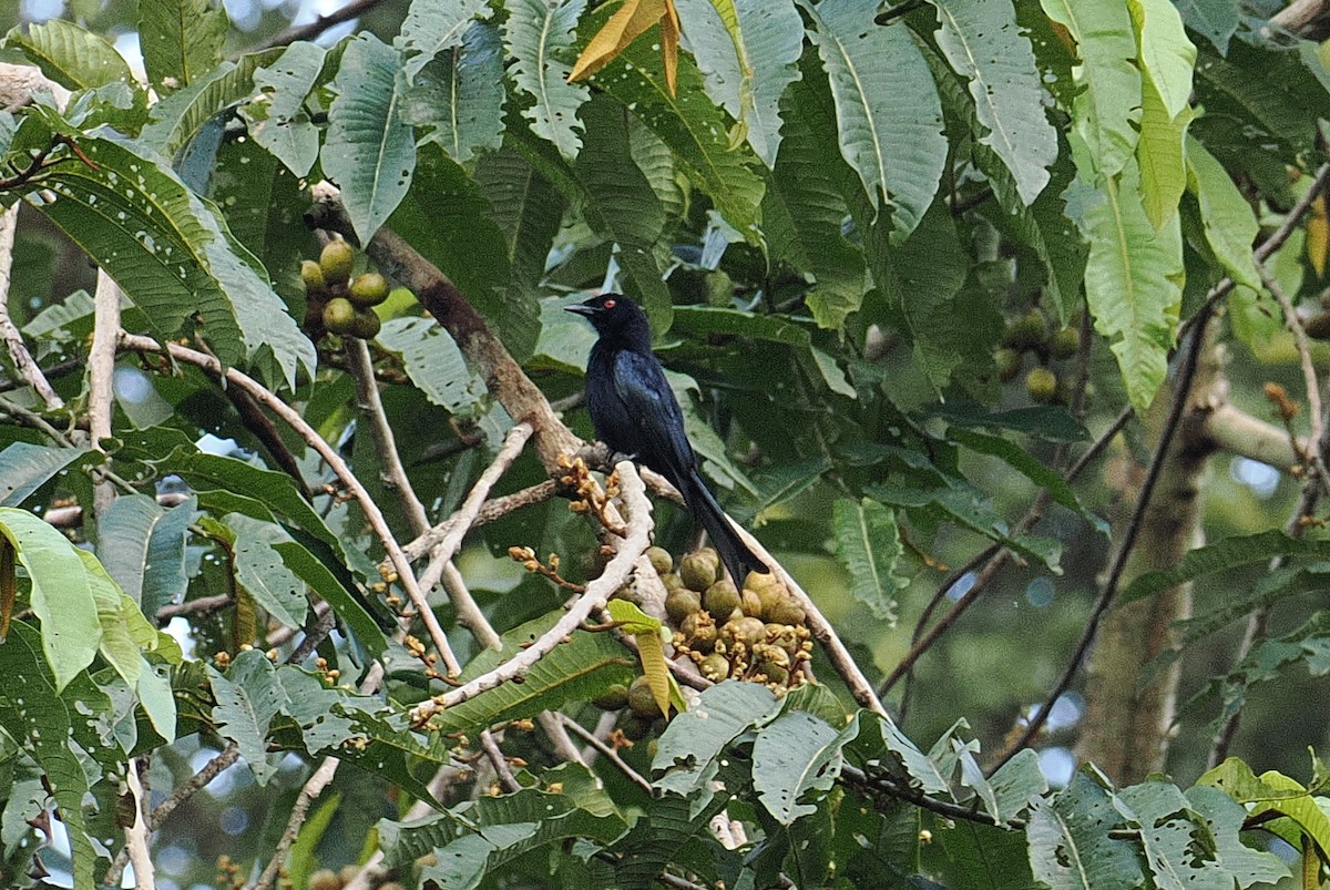 Velvet-mantled Drongo (Fanti) - ML647449956
