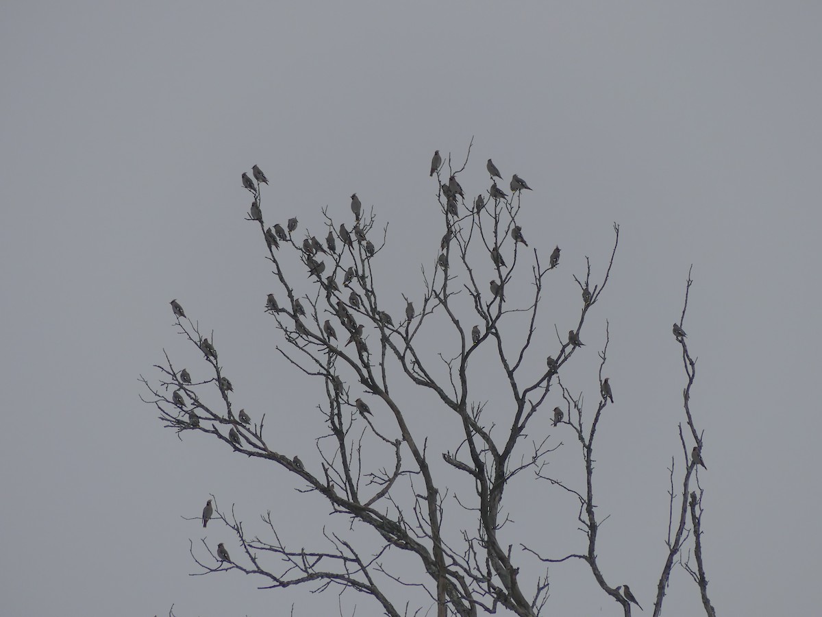 Bohemian Waxwing - ML647449960