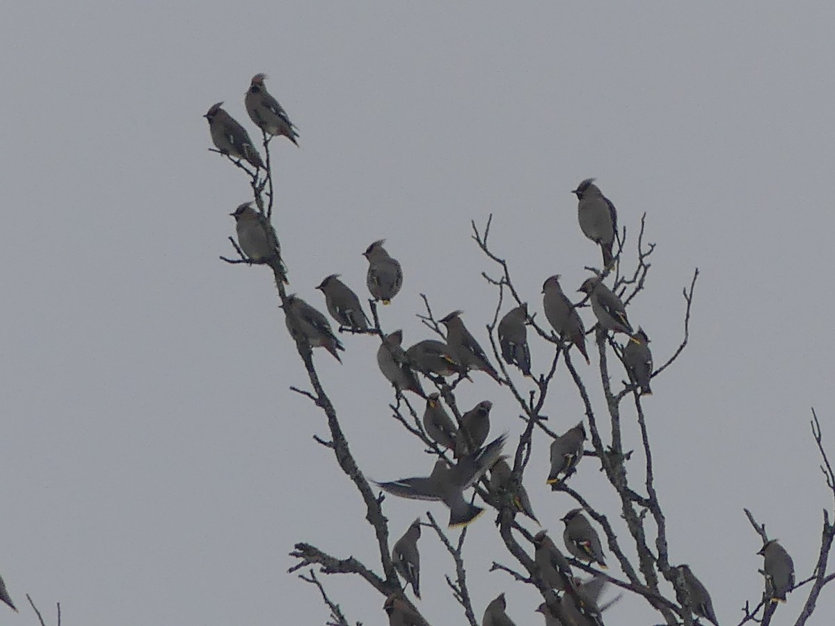 Bohemian Waxwing - ML647449961