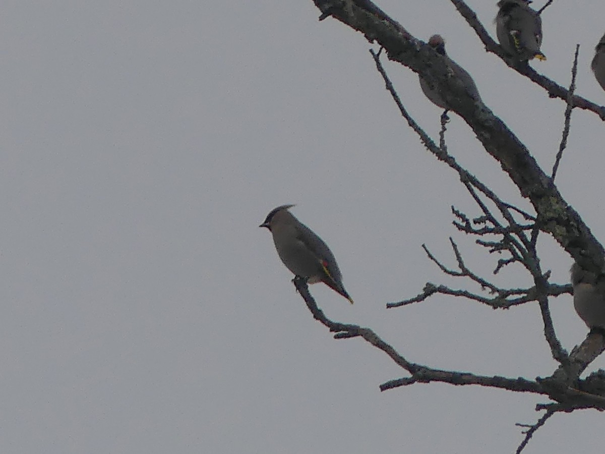 Bohemian Waxwing - ML647449962