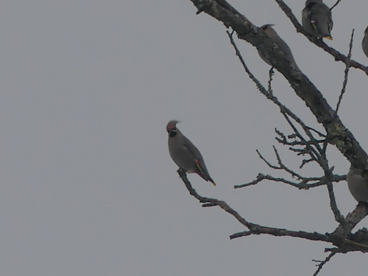 Bohemian Waxwing - ML647449963