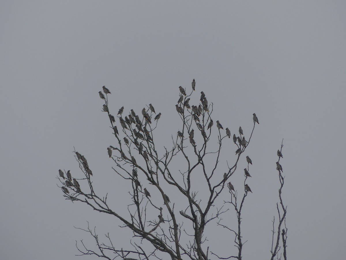 Bohemian Waxwing - ML647449964