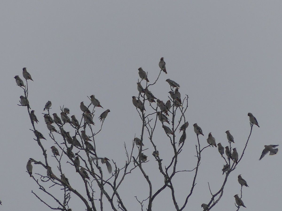 Bohemian Waxwing - ML647449965