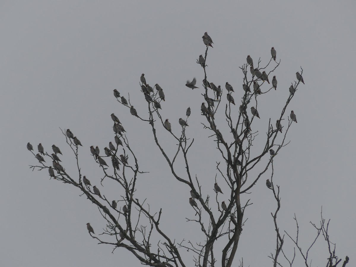 Bohemian Waxwing - ML647449966