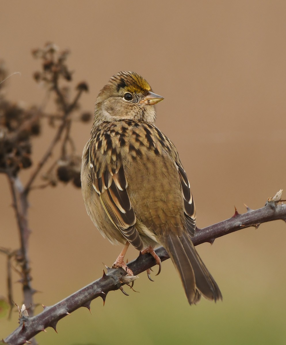 Golden-crowned Sparrow - ML647449967