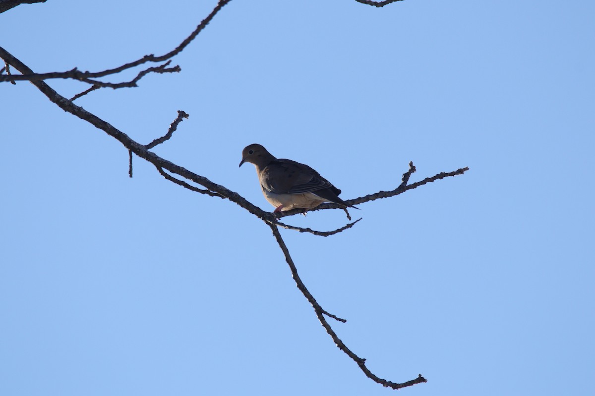 Mourning Dove - ML647449969
