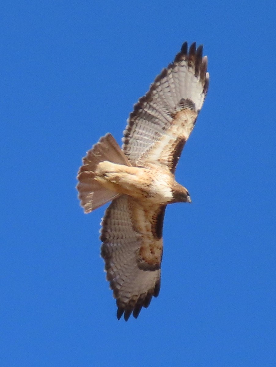 Red-tailed Hawk - ML647449971