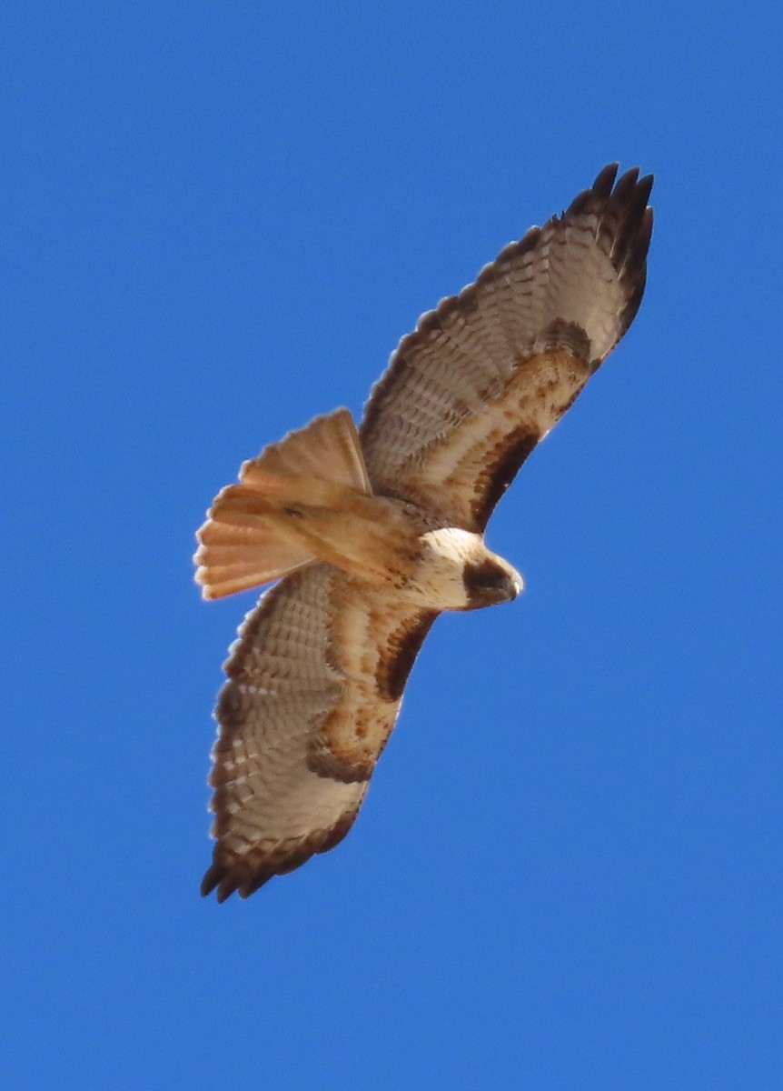 Red-tailed Hawk - ML647449972
