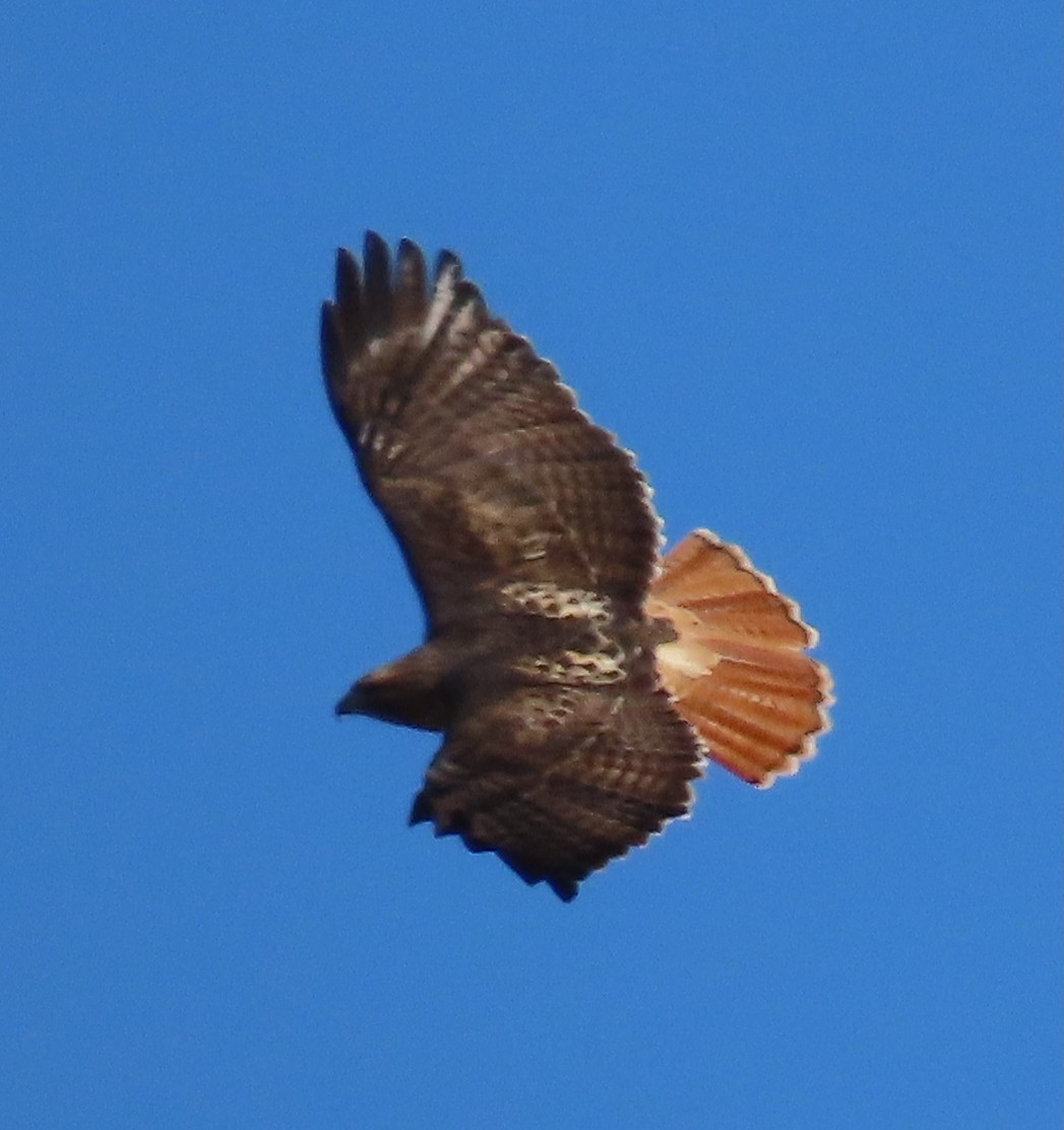 Red-tailed Hawk - ML647449982