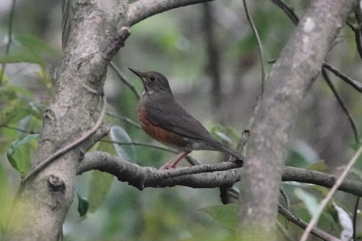 Черногрудый дрозд - ML647449986