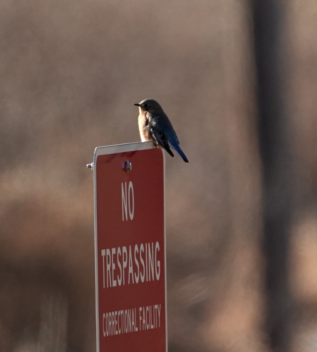 Eastern Bluebird - ML647449987