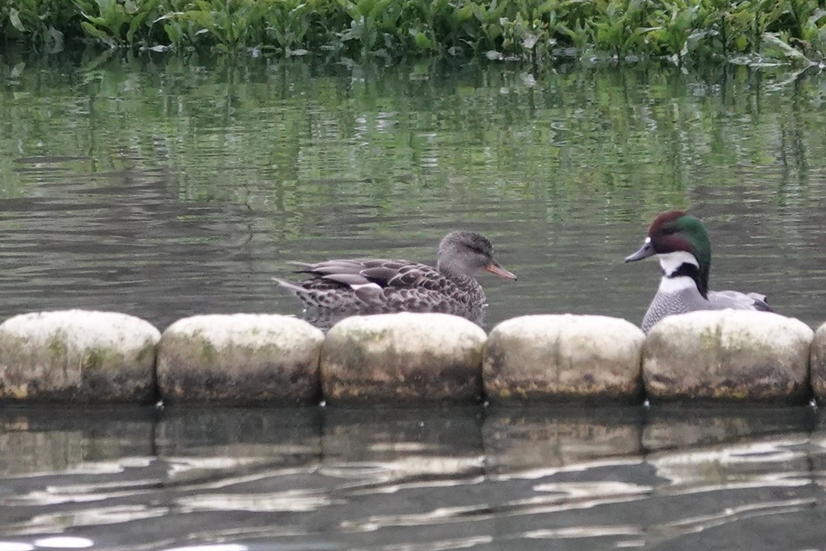 Ipar-ahatea - ML647450023