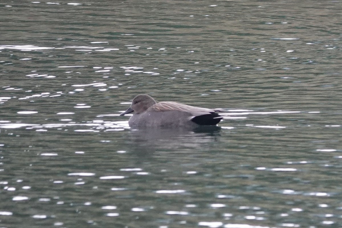 Ipar-ahatea - ML647450024