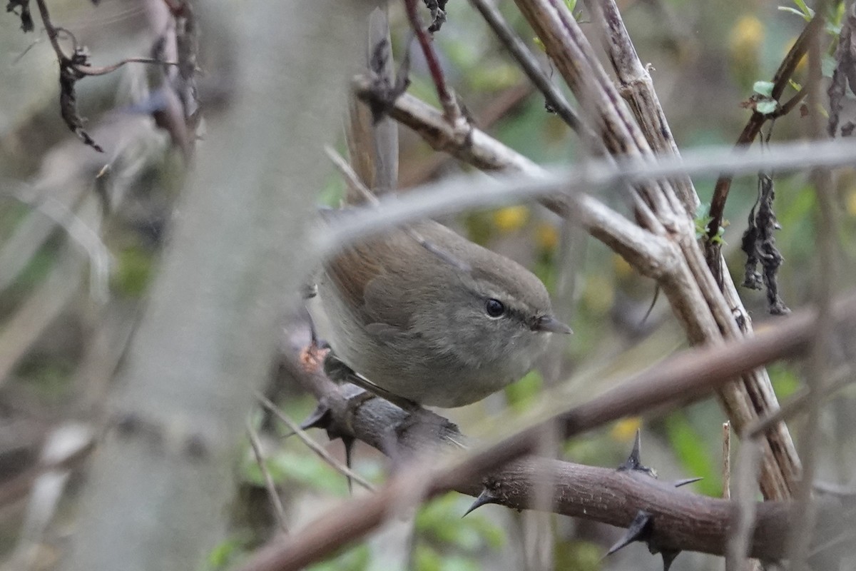 Brownish-flanked Bush Warbler - ML647450026