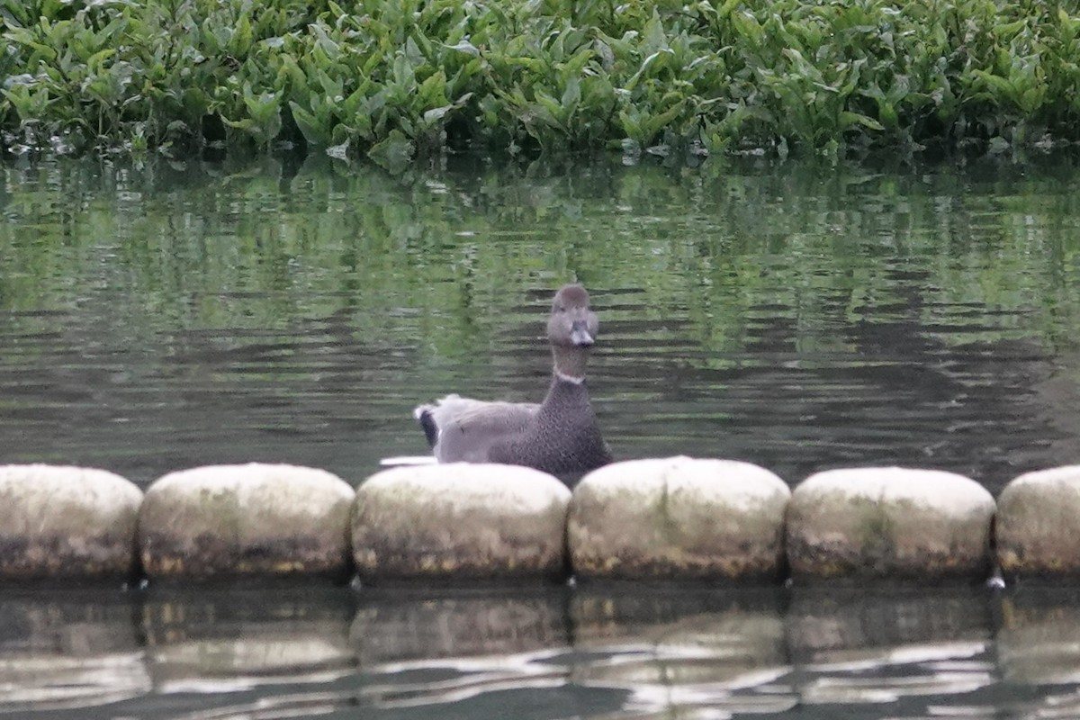 Ipar-ahatea - ML647450027