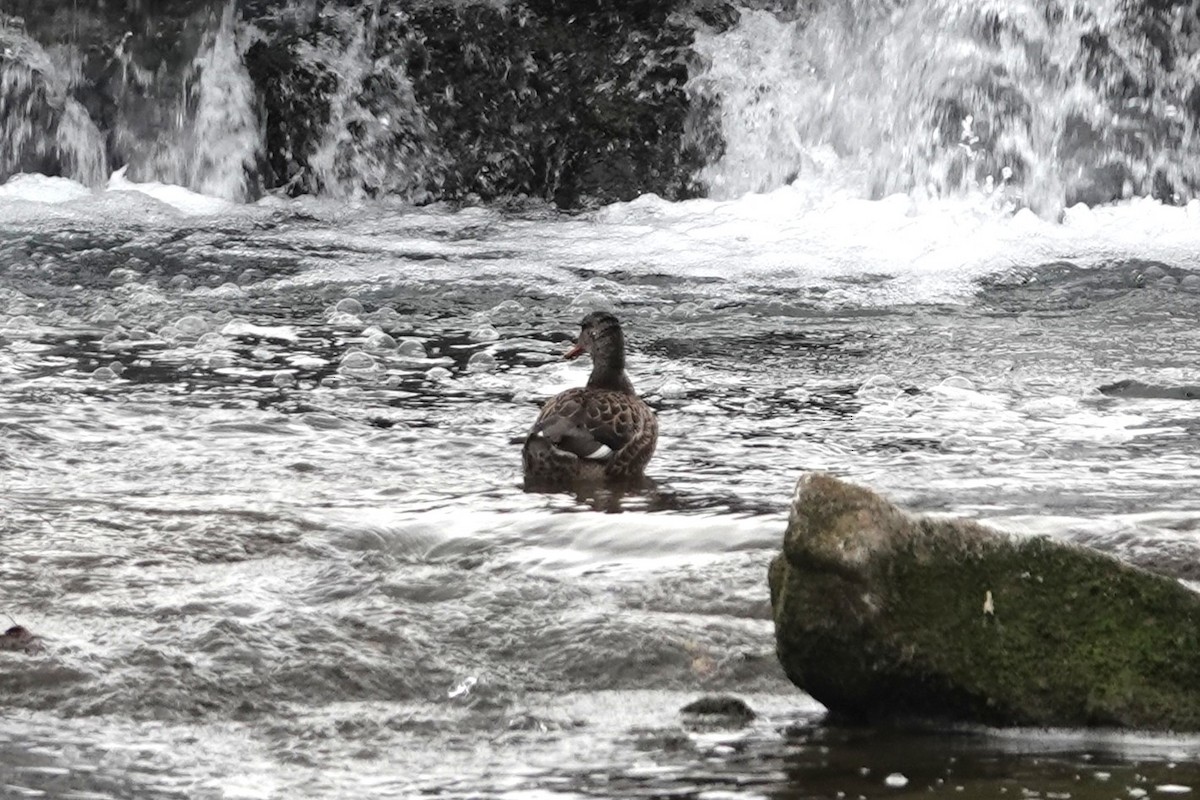 Ipar-ahatea - ML647450028