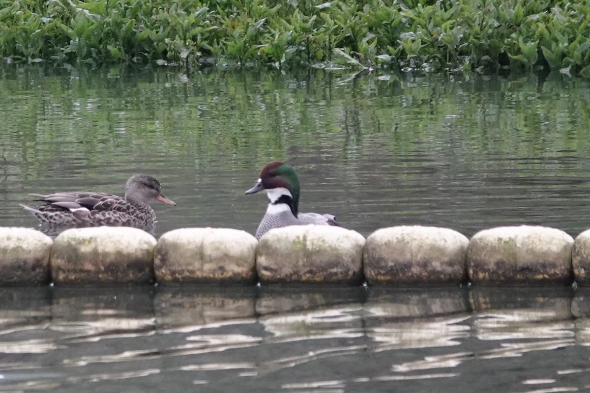 Falcated Duck - ML647450030