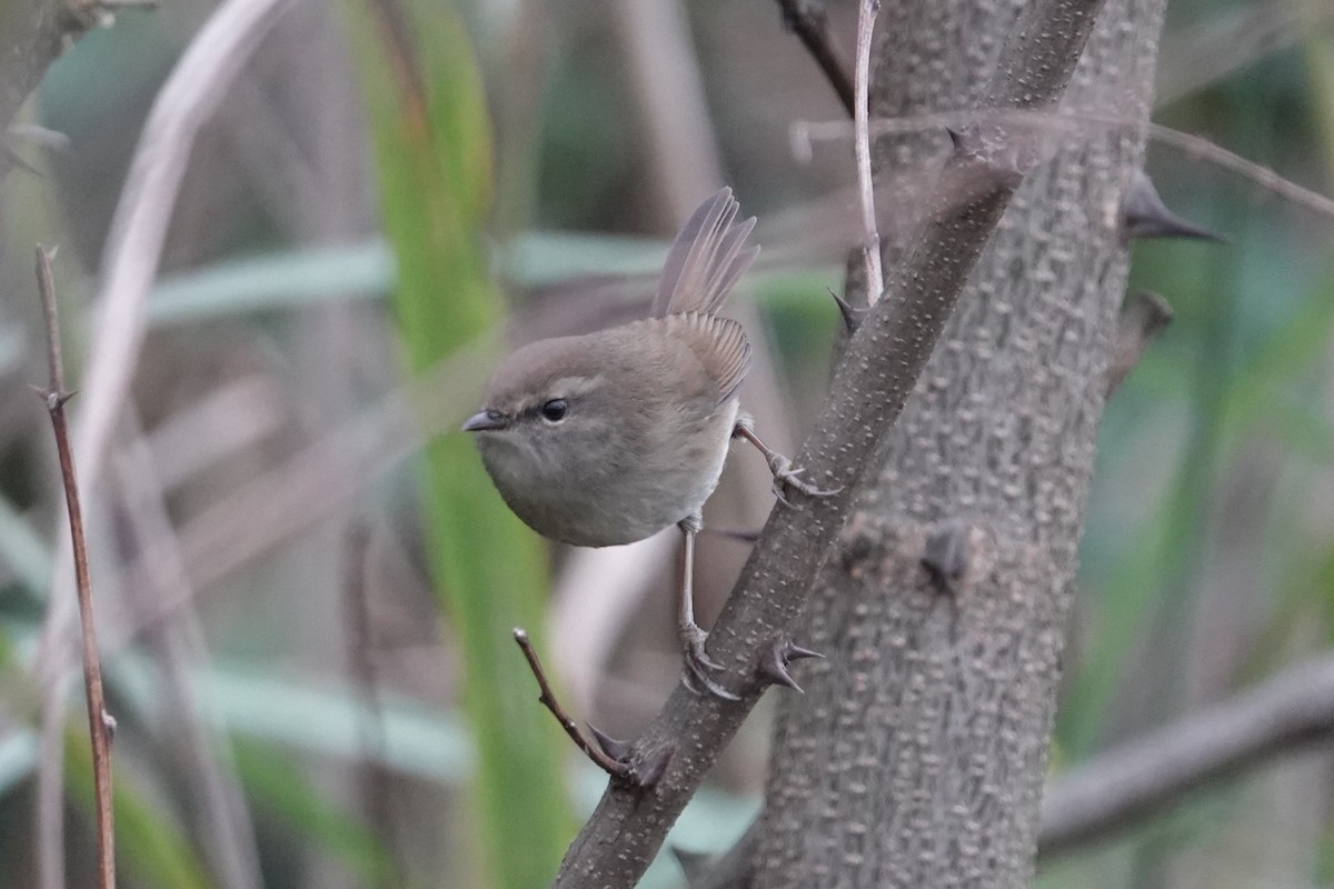 Brownish-flanked Bush Warbler - ML647450032