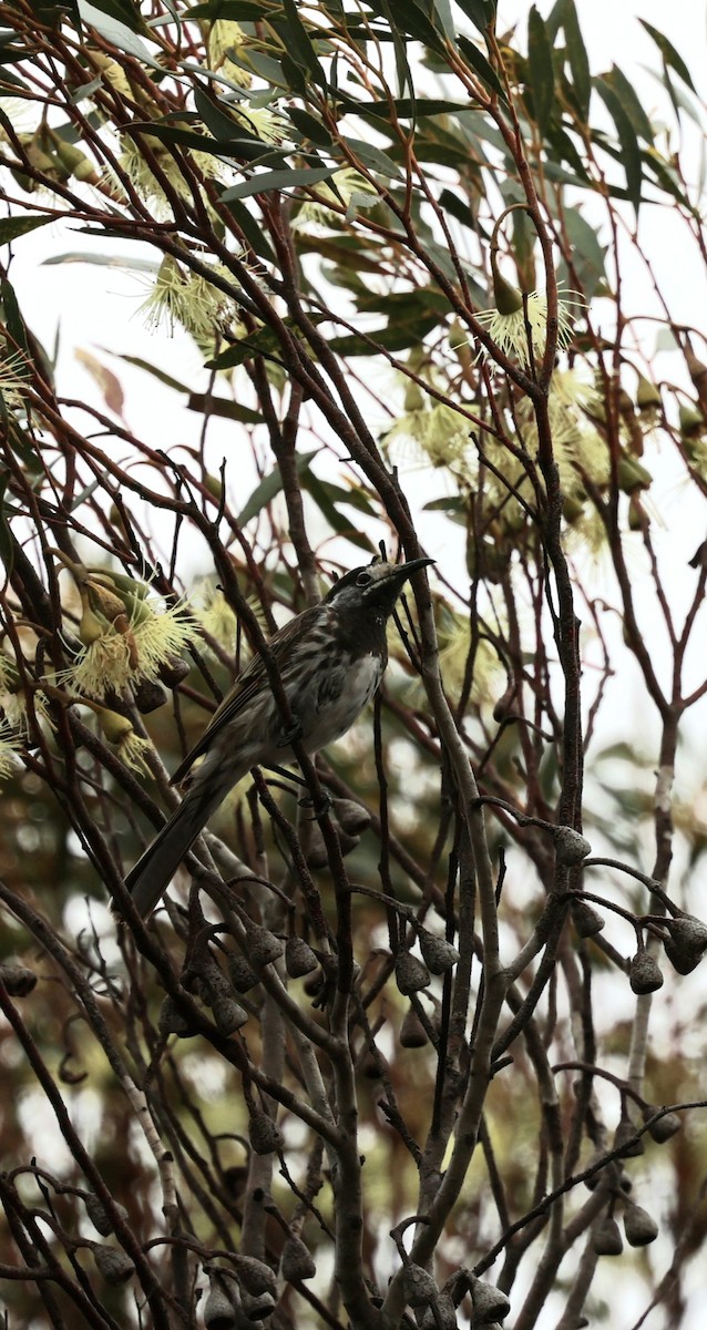 Белолобый медосос - ML647450037