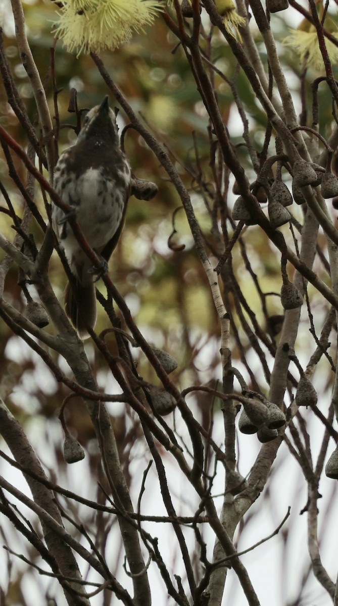 Белолобый медосос - ML647450038